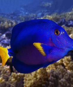 Alternative view of Zebrasoma xanthurum
